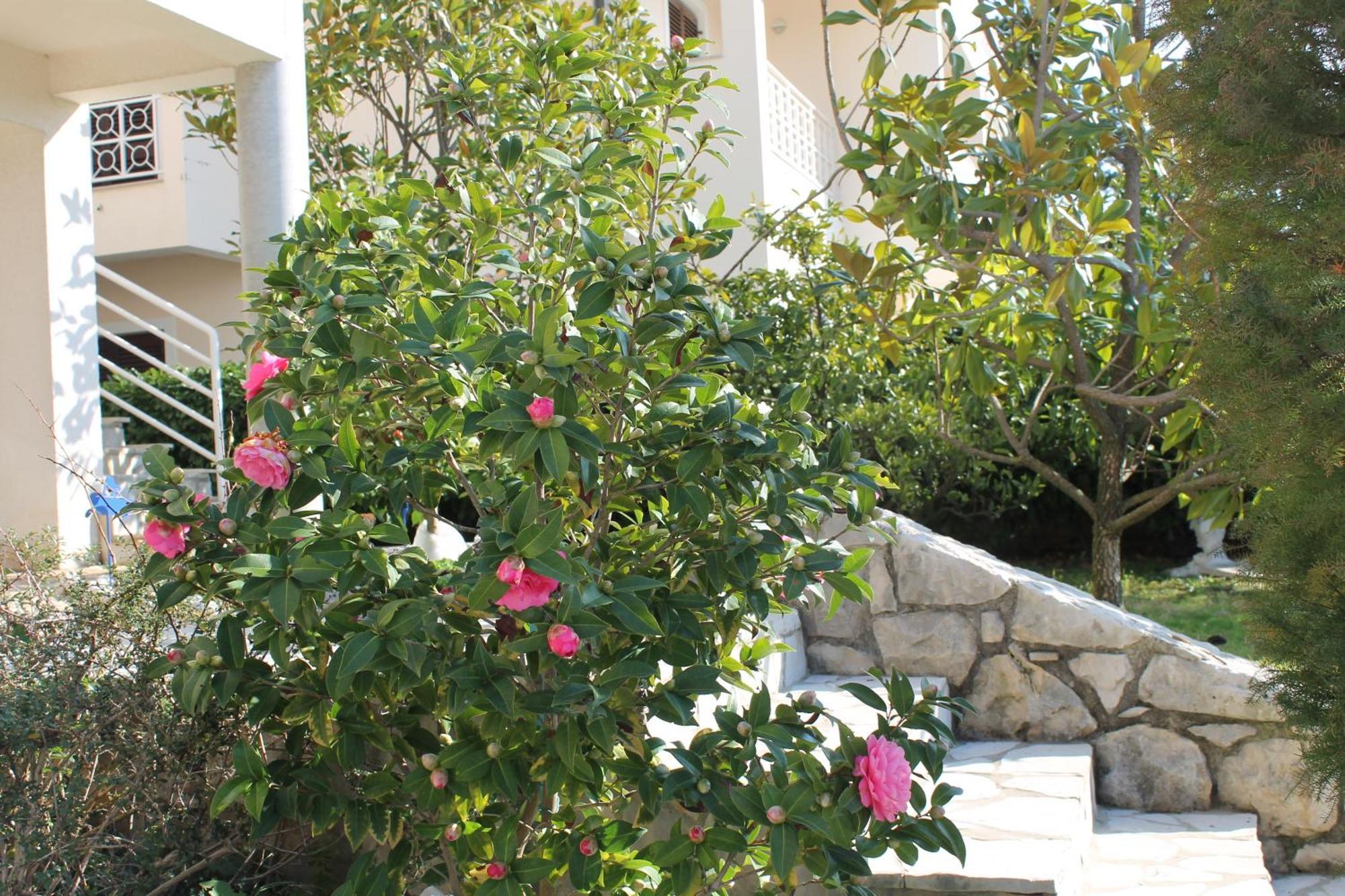 Apartments Vila Marica Rabac Εξωτερικό φωτογραφία